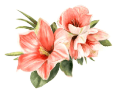 shuttershock_Amaryllis