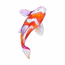 amazon_japanese-koi-fish