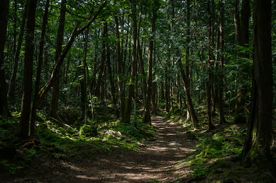 sea_of_trees_shuttershock