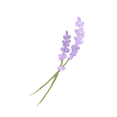 lavender4