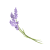 lavender8